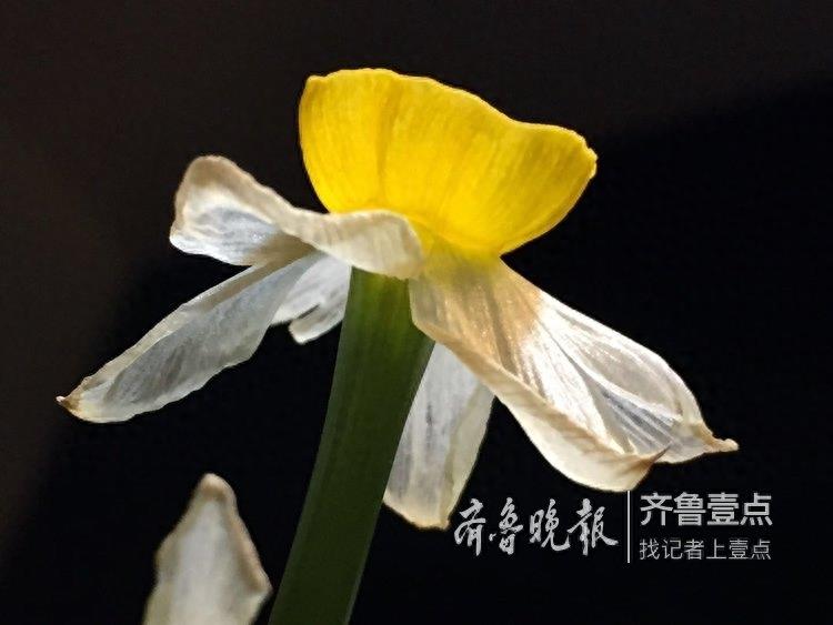 古人眼中的水仙，寓意美好而又高尚
