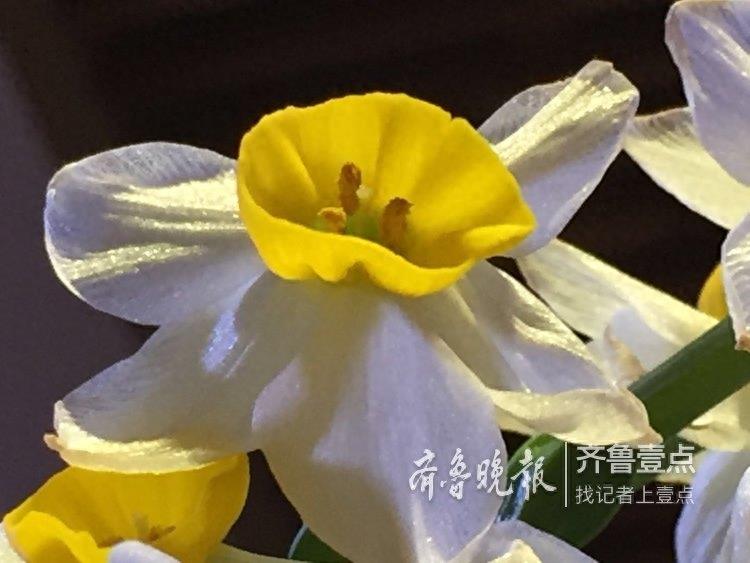 古人眼中的水仙，寓意美好而又高尚