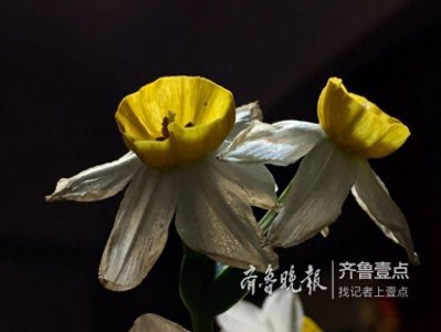 ​古人眼中的水仙，寓意美好而又高尚