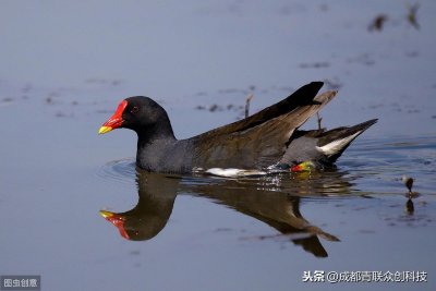 ​黑水鸡为什么被列为珍禽类动物？养殖它需要注意些什么问题？