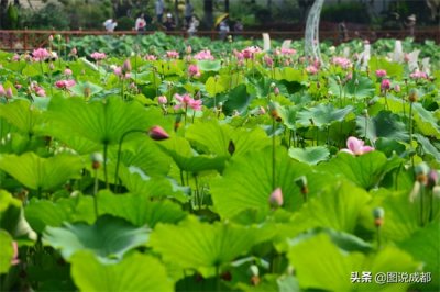 ​市区最大荷花池盛开，成都市民打卡荷塘美景