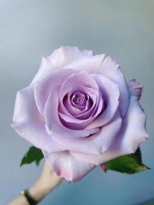 ​每日识花17-紫色玫瑰-海洋之歌