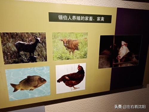锡伯人饮食介绍，部分图片赏析