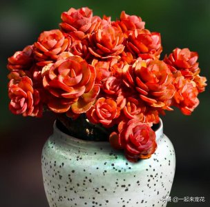 ​新手养多肉秀妍，做好4件事，叶片红艳美极了，还能养成小老桩