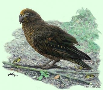​世界上最大的鹦鹉生活在1900万年前的新西兰