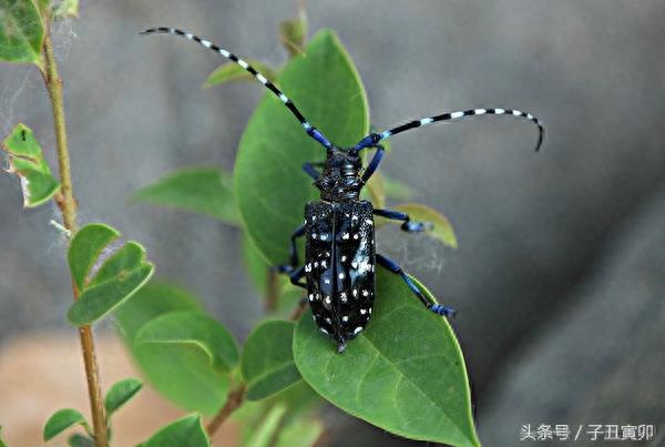 昆虫图集：天牛