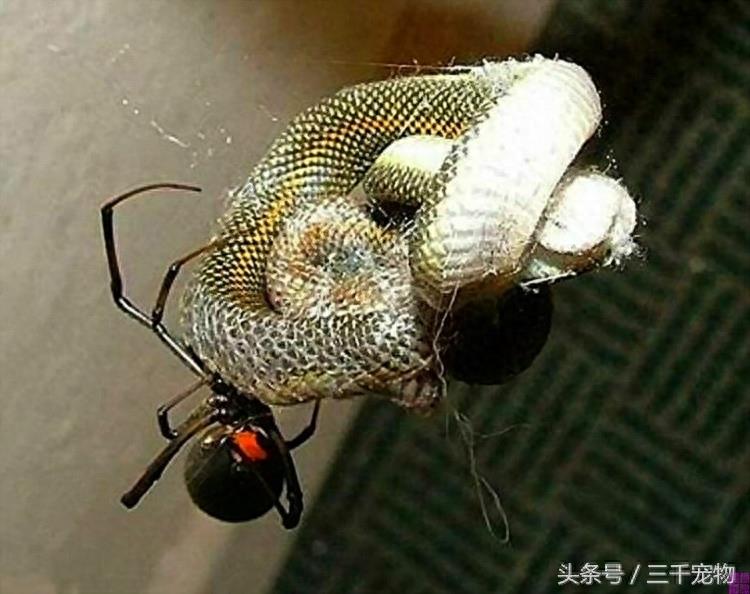 黑寡妇蜘蛛：世界第一毒的蜘蛛